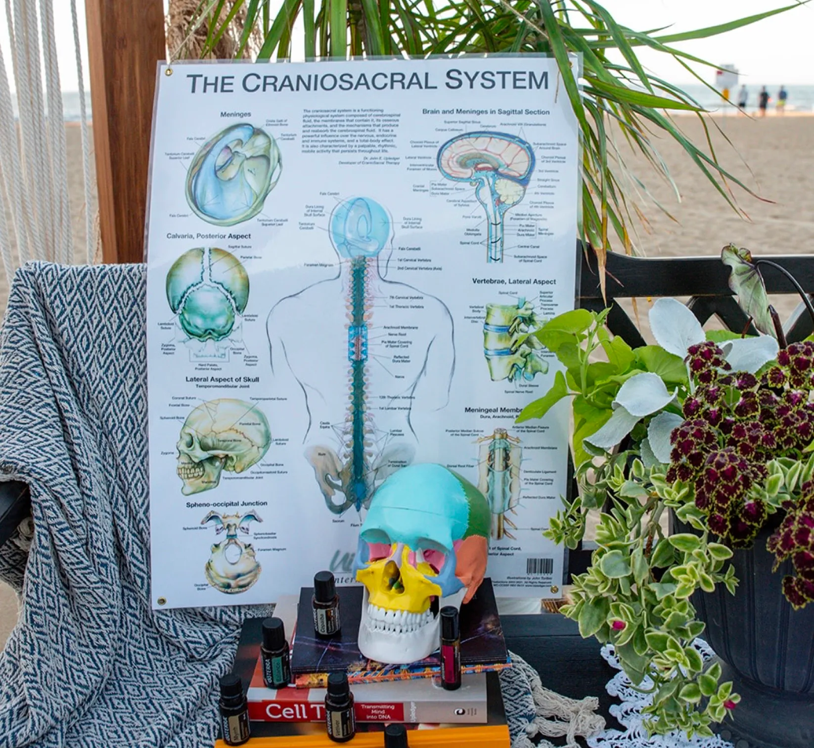 Infographic: The Craniosacral System