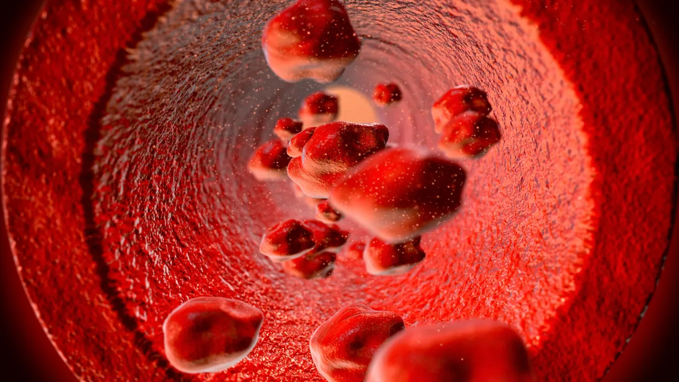 Red blood cells inside a blood vessel.