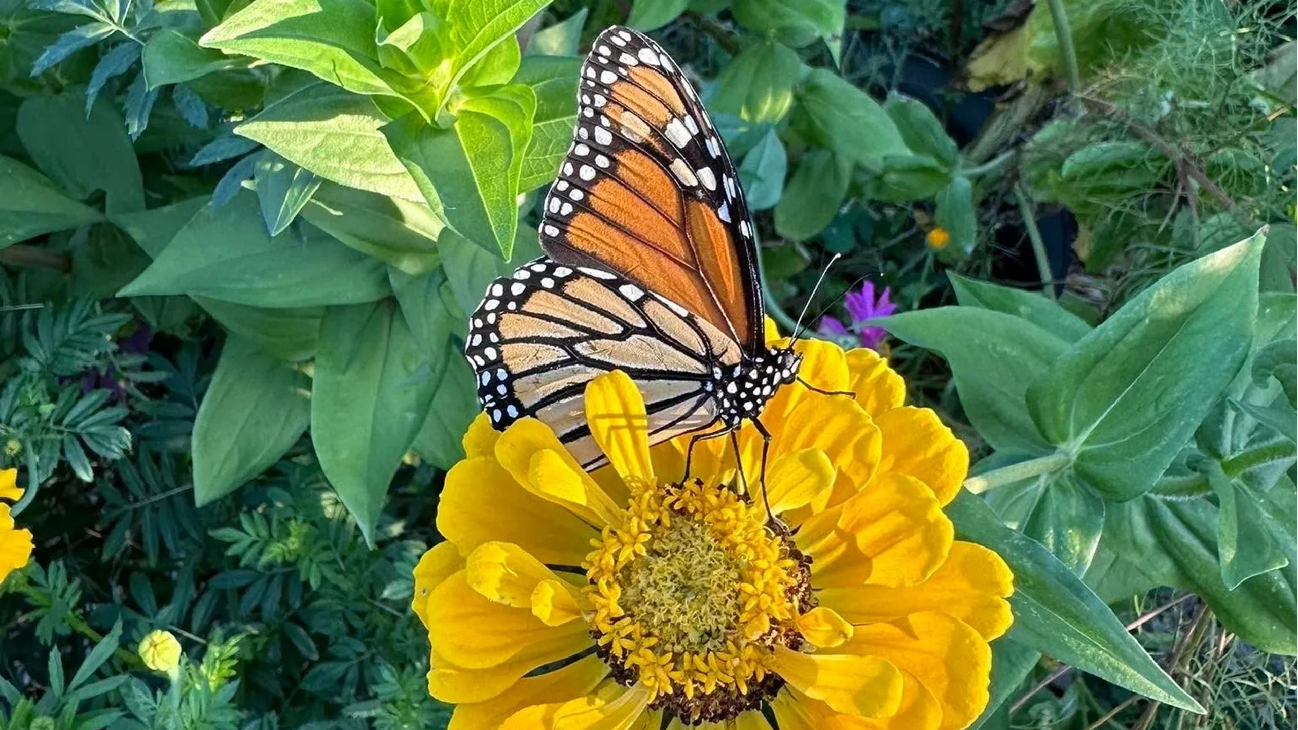 Butterfly on vibrant yellow flower.