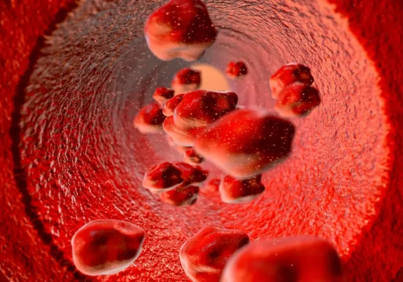 Red blood cells inside a blood vessel.