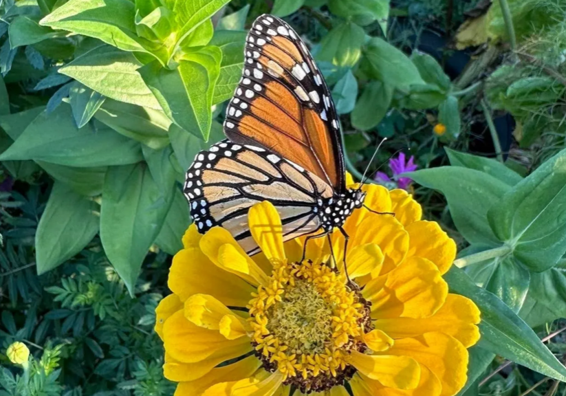 Butterfly on vibrant yellow flower.