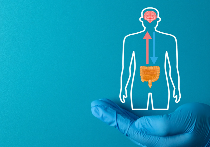 Gloved hand holding brain-gut connection illustration.